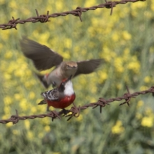 Epthianura tricolor at Kangiara, NSW - 6 Oct 2019 01:21 PM