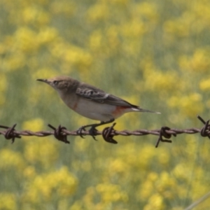 Epthianura tricolor at Kangiara, NSW - 6 Oct 2019 01:21 PM