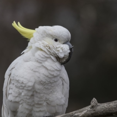 Cacatua galerita (Sulphur-crested Cockatoo) at Higgins, ACT - 4 Aug 2019 by Alison Milton