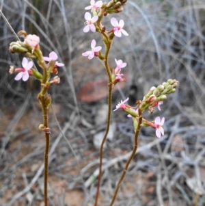 Stylidium graminifolium at Acton, ACT - 26 Oct 2019