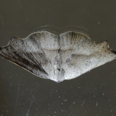 Sophta concavata (Varied Hookwing) at Conder, ACT - 22 Oct 2019 by MichaelBedingfield