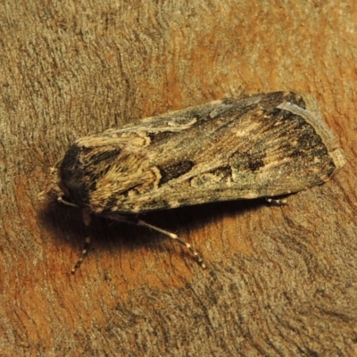 Agrotis munda (Brown Cutworm) at Conder, ACT - 25 Oct 2019 by michaelb