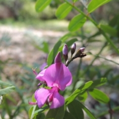 Indigofera australis subsp. australis (Australian Indigo) at Conder, ACT - 23 Oct 2019 by MichaelBedingfield