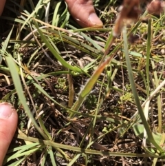 Luzula densiflora (Dense Wood-rush) at Hackett, ACT - 26 Oct 2019 by Jubeyjubes