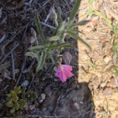 Convolvulus angustissimus subsp. angustissimus (Australian Bindweed) at Hackett, ACT - 26 Oct 2019 by Jubeyjubes