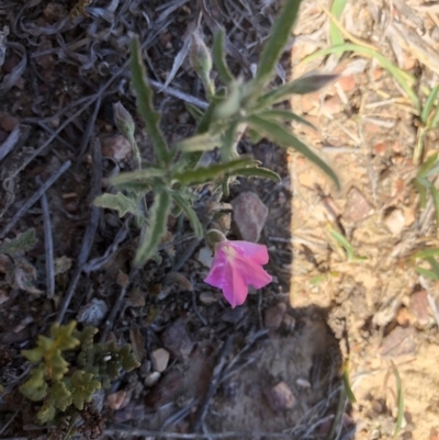 Convolvulus angustissimus subsp. angustissimus (Australian Bindweed) at Hackett, ACT - 26 Oct 2019 by Jubeyjubes