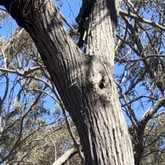 Apis mellifera (European honey bee) at Dunlop, ACT - 27 Oct 2019 by Jubeyjubes