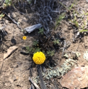 Leptorhynchos squamatus at Molonglo Valley, ACT - 27 Oct 2019