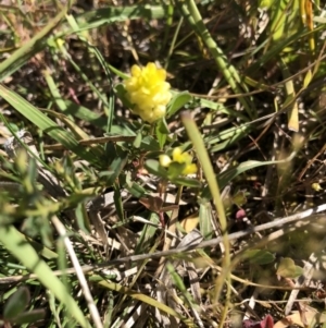 Trifolium campestre at Hackett, ACT - 27 Oct 2019 10:39 AM