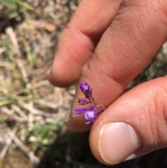 Linaria pelisseriana (Pelisser's Toadflax) at Hackett, ACT - 26 Oct 2019 by Jubeyjubes