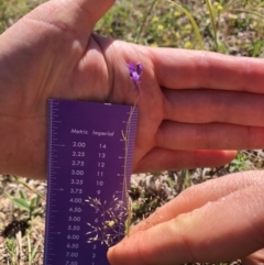 Linaria pelisseriana at Hackett, ACT - 27 Oct 2019 10:43 AM