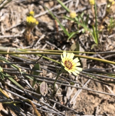 Tolpis barbata (Yellow Hawkweed) at Hackett, ACT - 27 Oct 2019 by Jubeyjubes