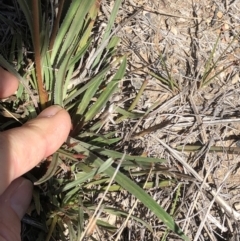 Stylidium graminifolium at Point 63 - 27 Oct 2019