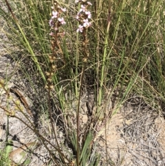 Stylidium graminifolium at Point 63 - 27 Oct 2019