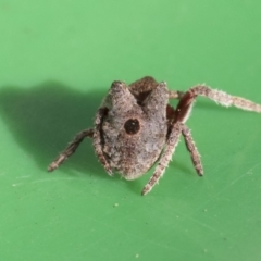 Carepalxis sp. (genus) at Higgins, ACT - 12 Aug 2019 10:34 AM