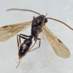 Myrmecia sp. (genus) (Bull ant or Jack Jumper) at Murrah, NSW - 26 Oct 2019 by jacquivt