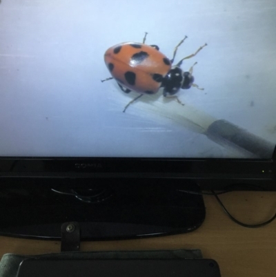 Hippodamia variegata (Spotted Amber Ladybird) at Murrah, NSW - 26 Oct 2019 by jacquivt