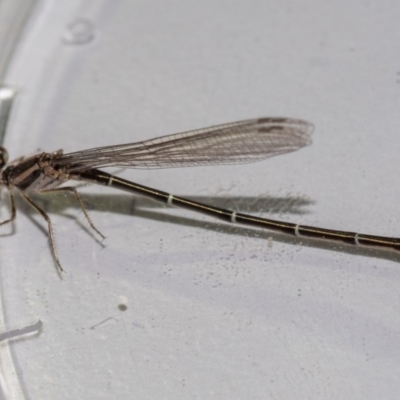 Austroagrion watsoni (Eastern Billabongfly) at Murrah, NSW - 26 Oct 2019 by jacquivt