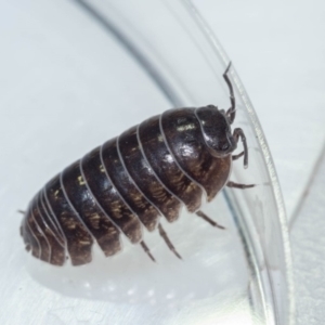 Armadillidium vulgare at Murrah, NSW - 26 Oct 2019 04:32 PM