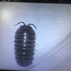 Armadillidium vulgare at Murrah, NSW - 26 Oct 2019 04:32 PM