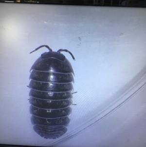 Armadillidium vulgare at Murrah, NSW - 26 Oct 2019 04:32 PM