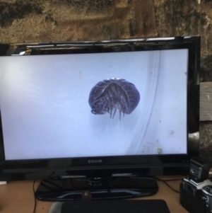 Armadillidium vulgare at Murrah, NSW - 26 Oct 2019 04:32 PM