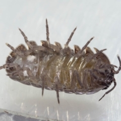 Armadillidium vulgare at Murrah, NSW - 26 Oct 2019 04:32 PM