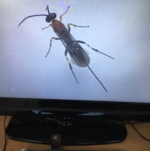 Braconidae (family) at Murrah, NSW - 26 Oct 2019 02:15 PM