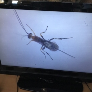 Braconidae (family) at Murrah, NSW - 26 Oct 2019 02:15 PM