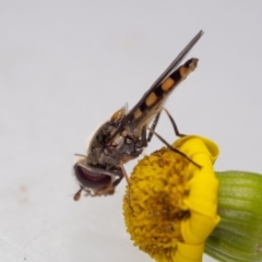 Melangyna sp. (genus) (Hover Fly) at Murrah, NSW - 26 Oct 2019 by jacquivt