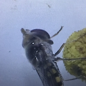 Melangyna sp. (genus) at Murrah, NSW - 26 Oct 2019 04:25 PM