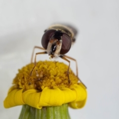 Melangyna sp. (genus) at Murrah, NSW - 26 Oct 2019 04:25 PM
