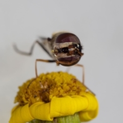 Melangyna sp. (genus) at Murrah, NSW - 26 Oct 2019 04:25 PM