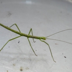 Phasmatodea (order) (Unidentified stick insect) at Murrah, NSW - 26 Oct 2019 by jacquivt