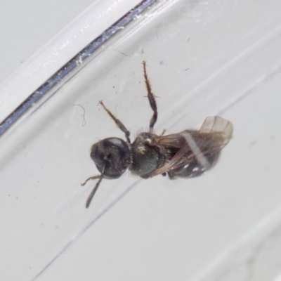 Lasioglossum (Chilalictus) sp. (genus & subgenus) (Halictid bee) at Murrah, NSW - 26 Oct 2019 by jacquivt
