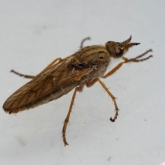 Therevidae (family) (Unidentified stiletto fly) at Murrah, NSW - 26 Oct 2019 by jacquivt