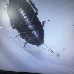Platyzosteria sp. (genus) (Litter runner cockroach) at Murrah, NSW - 26 Oct 2019 by jacquivt