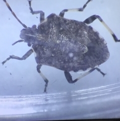 Oncocoris apicalis (Brown stink bug) at Murrah, NSW - 26 Oct 2019 by jacquivt