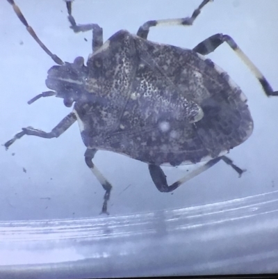 Oncocoris apicalis (Brown stink bug) at Murrah, NSW - 26 Oct 2019 by jacquivt