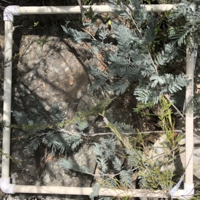 Acacia dealbata (Silver Wattle) at Molonglo Gorge - 19 Oct 2019 by Manta