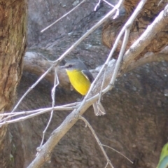 Eopsaltria australis (Eastern Yellow Robin) at Black Range, NSW - 27 Oct 2019 by MatthewHiggins