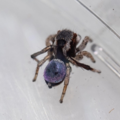 Maratus anomalus (Blue Peacock spider) at Murrah, NSW - 26 Oct 2019 by jacquivt