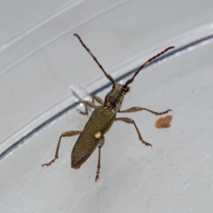 Pempsamacra pygmaea at Murrah, NSW - 26 Oct 2019 04:05 PM