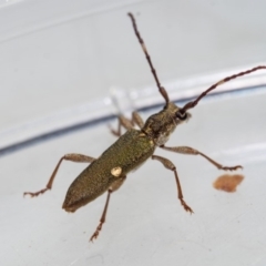 Pempsamacra pygmaea at Murrah, NSW - 26 Oct 2019 04:05 PM