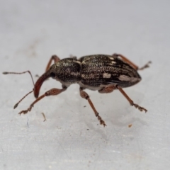 Aoplocnemis rufipes (A weevil) at Murrah, NSW - 26 Oct 2019 by jacquivt