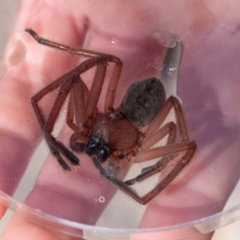 Delena cancerides (Social huntsman spider) at Murrah, NSW - 26 Oct 2019 by jacquivt