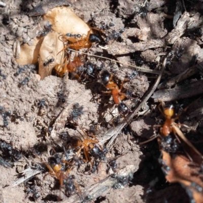 Camponotus consobrinus (Banded sugar ant) at Murrah, NSW - 26 Oct 2019 by jacquivt