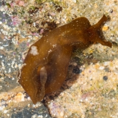 Unidentified Sea Slug, Sea Hare or Bubble Shell at Murrah, NSW - 26 Oct 2019 by jacquivt