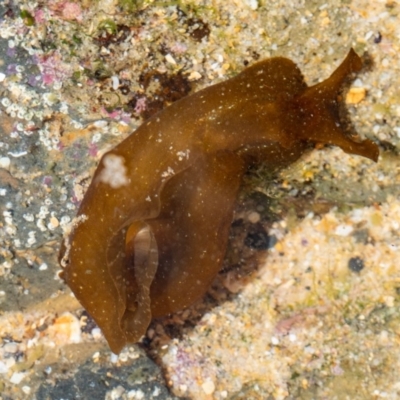 Unidentified Sea Slug, Sea Hare or Bubble Shell at Murrah, NSW - 26 Oct 2019 by jacquivt