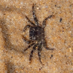 Unidentified Crab at Murrah, NSW - 26 Oct 2019 by jacquivt